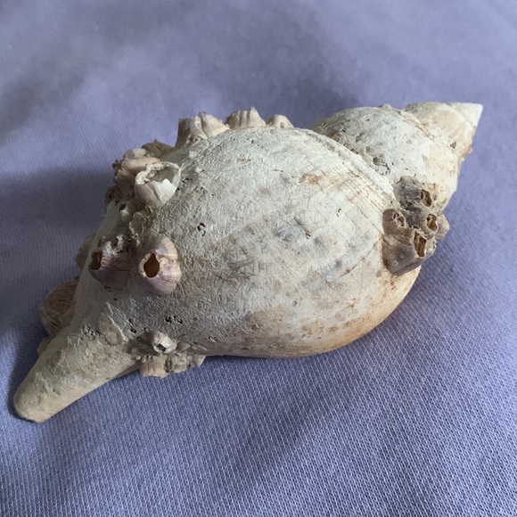 SALE!! True tulip shell with barnacle cluster - Picture 9 of 12